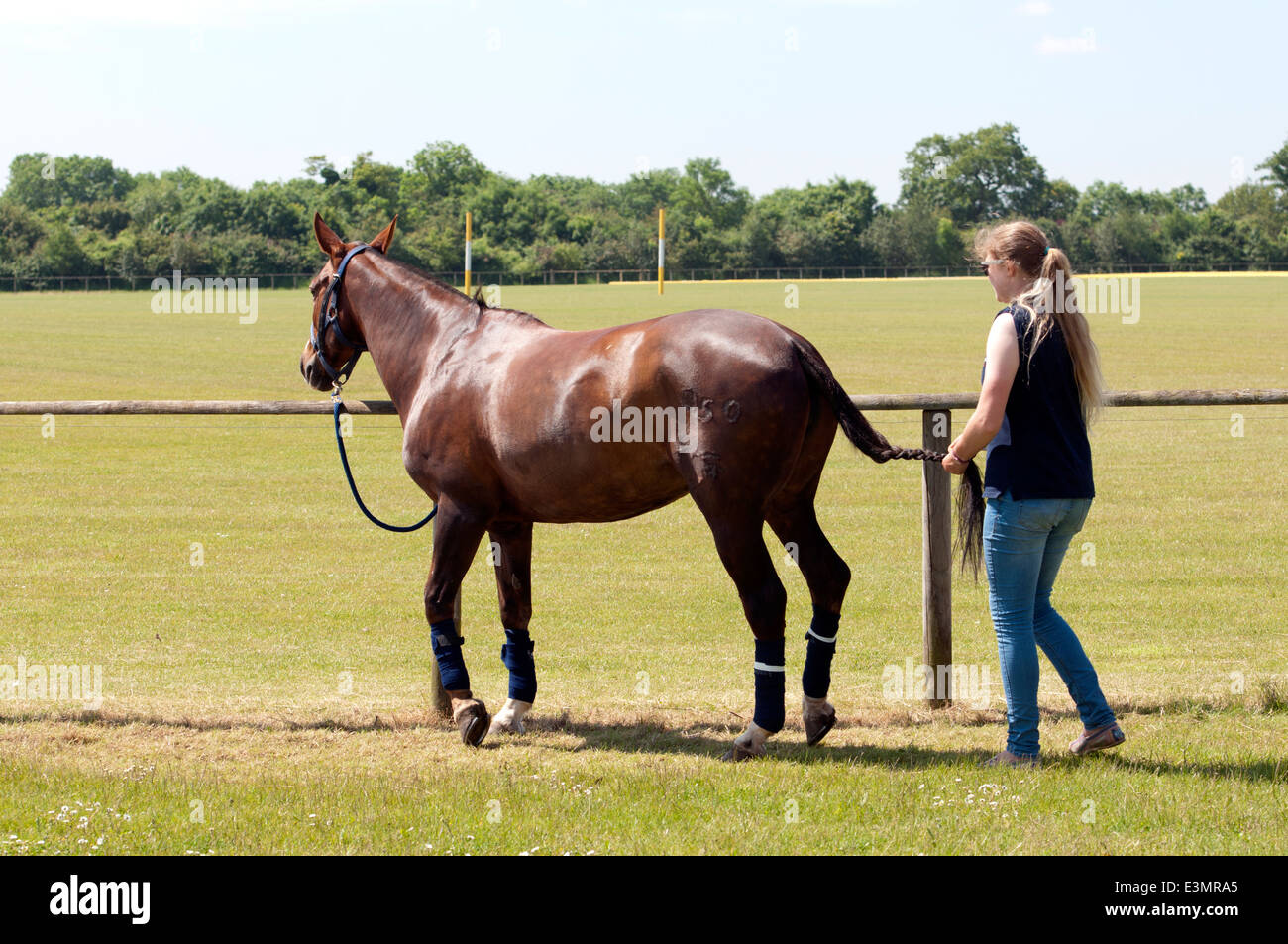 A polo pony`s tail being plaited Stock Photo Alamy